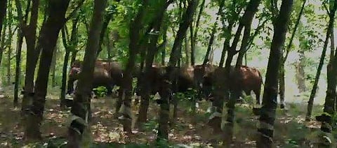 വീഡിയോ സ്‌ക്രീന്‍ഷോട്ട്