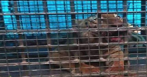 കൂട്ടിലായ കടുവ