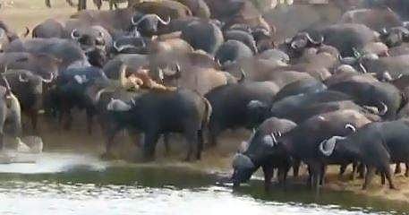 സിംഹത്തെ കാട്ടുപോത്തുകള്‍ കൂട്ടത്തോടെ വായുവില്‍ ചുഴറ്റിയെറിയുന്ന ദൃശ്യം