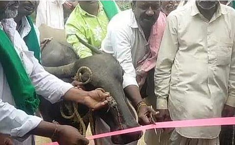 പോത്തിനെ കൊണ്ട് ഉദ്ഘാടനം ചെയ്യിക്കുന്നു