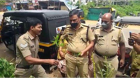 പെരുമ്പിലാവ് ജംഗ്ഷനില്‍നിന്ന് എക്‌സൈസ് പിഴുതെടുത്ത കഞ്ചാവ് ചെടി/വിഡിയോ ദൃശ്യം