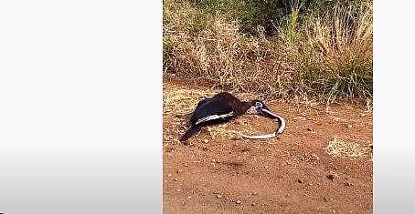 ചത്ത പാമ്പിനെ വിഴുങ്ങാന്‍ പ്രയാസപ്പെടുന്ന വേഴാമ്പല്‍ കുഞ്ഞിന്റെ ദൃശ്യം
