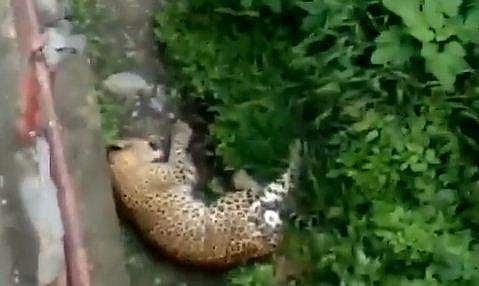 അവശനിലയില്‍ കിടക്കുന്ന പുലിയുടെ ദൃശ്യം