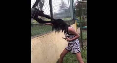 പെണ്‍കുട്ടിയുടെ തലമുടി പിടിച്ചുവലിക്കുന്ന കുരങ്ങന്റെ ദൃശ്യം