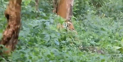 കുട്ടിയാനയെ ആക്രമിക്കുന്ന കടുവയുടെ ദൃശ്യം