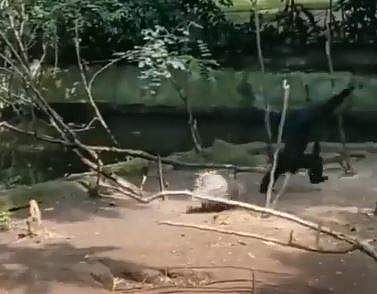 കുരങ്ങനെ ഓടിച്ചിട്ട് ആക്രമിക്കാന്‍ ശ്രമിക്കുന്ന മുള്ളന്‍പന്നിയുടെ ദൃശ്യം