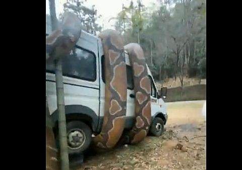 വാനിനെ ചുറ്റി വരിഞ്ഞ കൂറ്റന്‍ പെരുമ്പാമ്പിന്റെ ദൃശ്യം