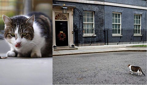 ലാറി പൂച്ച/ ചിത്രം: എഎഫ്പി