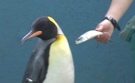 വിഡിയോ സ്ക്രീൻഷോട്ട്