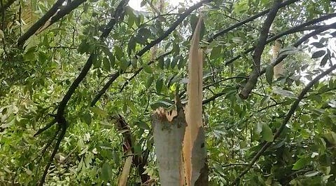 വിഡിയോ ദൃശ്യം