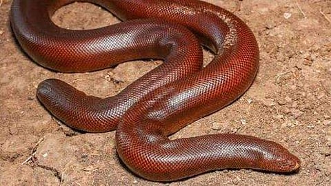 പ്രതീകാത്മക ചിത്രം