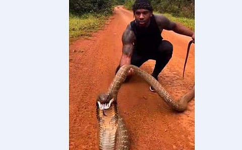 രാജവെമ്പാലയെ പിടിച്ച് വരുതിയിലാക്കാനുള്ള യുവാവിന്റെ ശ്രമം