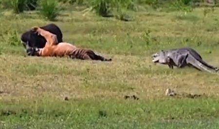 കടുവയെ ലക്ഷ്യമാക്കി നീങ്ങുന്ന മുതലയുടെ ദൃശ്യം