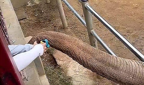 വേലിക്കെട്ടിനുള്ളില്‍ വീണ ഷൂ കുട്ടിക്ക് തിരികെ നല്‍കുന്ന ആനയുടെ ദൃശ്യം