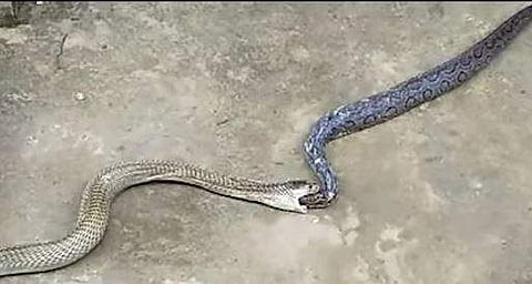 അണലിയെ വിഴുങ്ങിയ മൂര്‍ഖന്‍ പാമ്പിന്റെ ദൃശ്യം