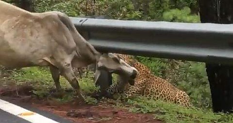പശുവിനെ ആക്രമിക്കുന്ന പുലിയുടെ ദൃശ്യം