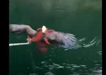 പരുന്തിനെ നീരാളി പിടികൂടിയപ്പോള്‍