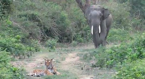 കടുവയും കൊമ്പനാനയും നേര്‍ക്കുനേര്‍