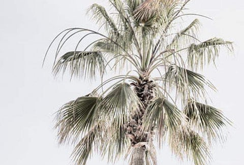 ഫോട്ടോ: ട്വിറ്റർ