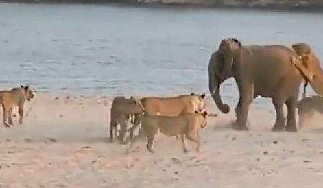 ആനയെ സിംഹങ്ങള്‍ കൂട്ടത്തോടെ ആക്രമിക്കുന്ന ദൃശ്യം