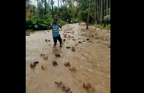 മലവെള്ളപ്പാച്ചിലില്‍ തേങ്ങകള്‍ ഒലിച്ചുപോകുന്ന ദൃശ്യം