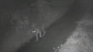 മൈലമ്പാടിയില്‍ റോഡിലൂടെ നടന്നുപോകുന്ന കടുവയുടെ സിസിടിവി ദൃശ്യം