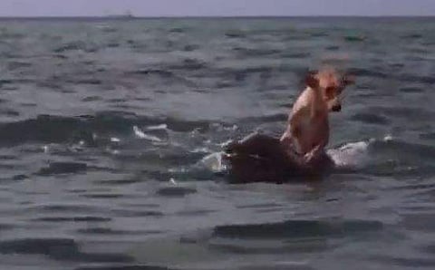 കടലില്‍ വീണ നായയെ ഡോള്‍ഫിന്‍ രക്ഷിക്കുന്ന ദൃശ്യം