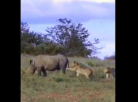 കാണ്ടാമൃഗവും സിംഹവും നേര്‍ക്കുനേര്‍