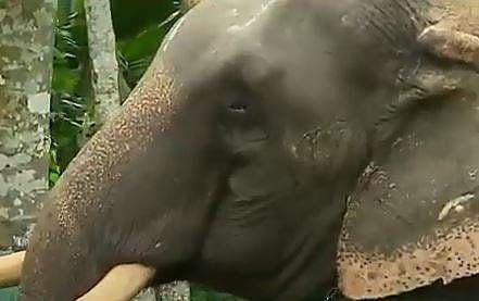 ശിവശങ്കരന്‍ എന്ന ആന, സ്‌ക്രീന്‍ ഷോട്ട്