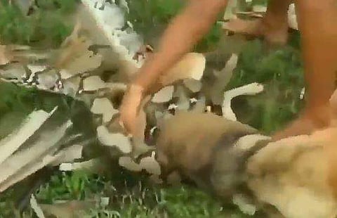 വളര്‍ത്തുനായയെ വരിഞ്ഞുമുറുക്കിയ പെരുമ്പാമ്പിന്റെ ദൃശ്യം