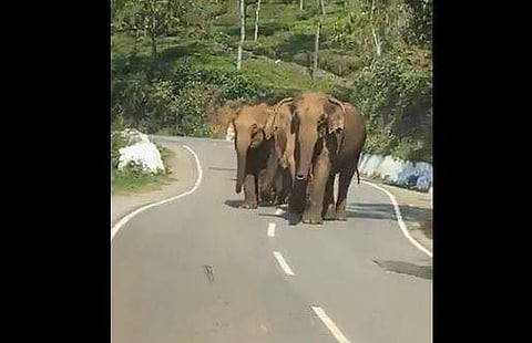 യുവാക്കള്‍ക്ക് നേരെ പാഞ്ഞടുക്കുന്ന ആനക്കൂട്ടത്തിന്റെ ദൃശ്യം