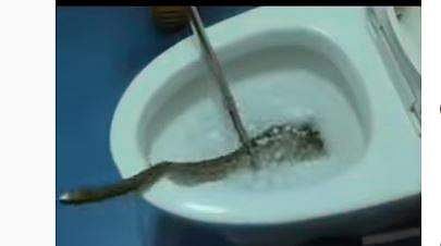 ക്ലോസറ്റില്‍ നിന്ന് പാമ്പിനെ പിടികൂടുന്ന ദൃശ്യം