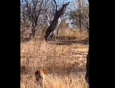 മാനിന് മുകളിലേക്ക് ചാടുന്ന പുലിയുടെ ദൃശ്യം