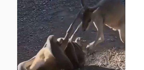 കംഗാരുവിനെ ചുറ്റിവരിഞ്ഞിരിക്കുന്ന പെരുമ്പാമ്പിന്റെ ദൃശ്യം