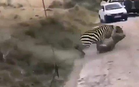 സിംഹവുമായി ഏറ്റുമുട്ടുന്ന സീബ്രയുടെ ദൃശ്യം