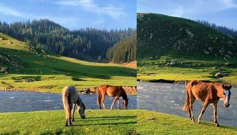 വിഡിയോ സ്ക്രീൻഷോട്ട്