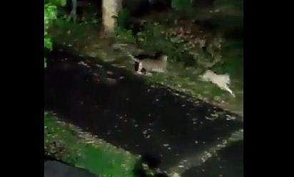 പുലിയുടെ ആക്രമണത്തില്‍ നിന്ന് രക്ഷപ്പെടുന്ന തെരുവുനായയുടെ ദൃശ്യം