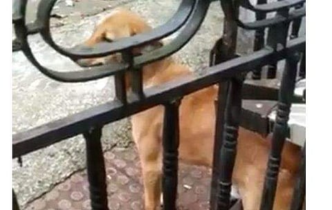 തെരുവുനായ ഗേറ്റില്‍ കുടുങ്ങിയ നിലയില്‍, സ്‌ക്രീന്‍ഷോട്ട്