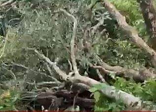 കടപുഴകിയ മരങ്ങള്‍