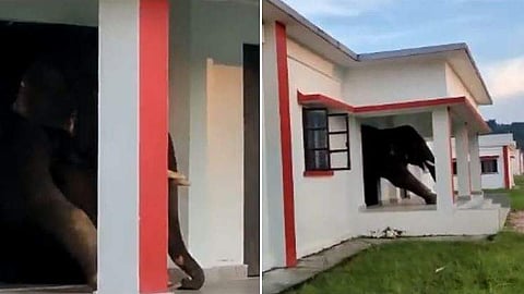 കെട്ടിടത്തിനകത്ത് കുടുങ്ങിയ ആന