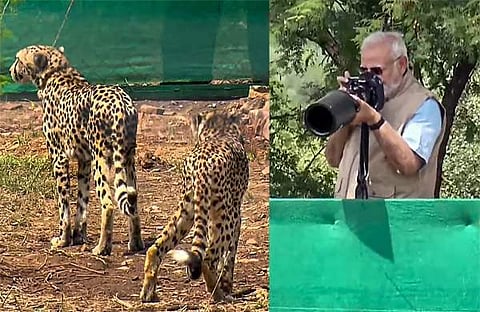 തുറന്നുവിട്ട ചീറ്റകളുടെ ചിത്രം പ്രധാനമന്ത്രി കാമറയില്‍ പകര്‍ത്തുന്നു/പിടിഐ