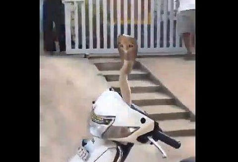 സ്‌കൂട്ടിയില്‍ പത്തിവിടര്‍ത്തി നില്‍ക്കുന്ന മൂര്‍ഖന്‍ പാമ്പിന്റെ ദൃശ്യം