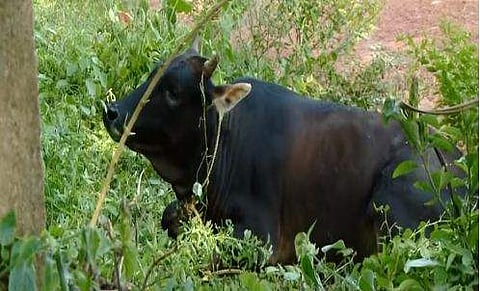 പേവിഷബാധയേറ്റ പശു/ ടിവി ദൃശ്യം