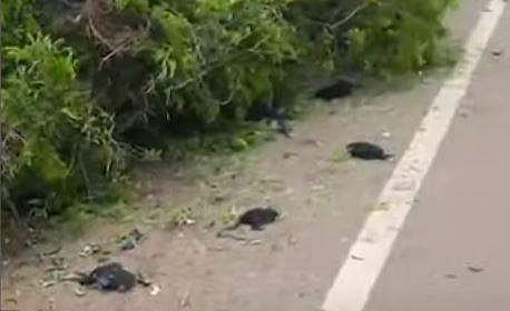 ടെലിവിഷൻ ദൃശ്യം