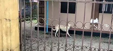 പേവിഷ ലക്ഷണങ്ങളോടെ വീട്ടുവളപ്പിലെത്തിയ തെരുവുനായയുടെ ദൃശ്യം