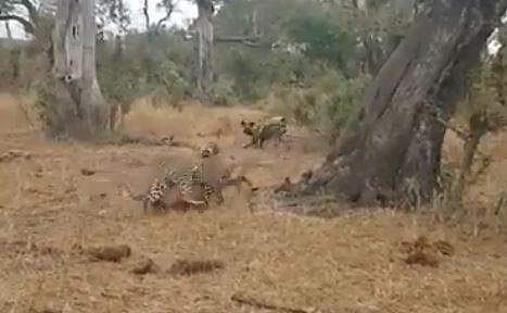 മാനിനെ കടിച്ചെടുത്ത് മരത്തിലേക്ക് കയറാന്‍ ശ്രമിക്കുന്ന പുലിയുടെ ദൃശ്യം
