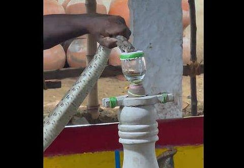 പാമ്പില്‍ നിന്ന് വിഷം വേര്‍തിരിച്ചെടുക്കുന്ന ദൃശ്യം