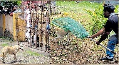 വീട്ടില്‍ കുടുങ്ങിയ തെരുവുനായയെ വലയിട്ടുപിടിക്കുന്നു ടെലിവിഷന്‍ ദൃശ്യം