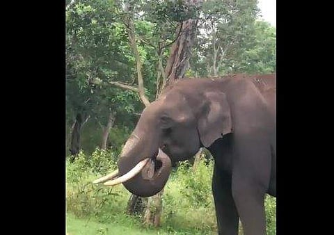 പ്ലാസ്റ്റിക് തിന്നാന്‍ ശ്രമിക്കുന്ന ആനയുടെ ദൃശ്യം