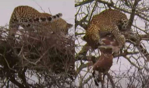 വീഡിയോ ദൃശ്യം